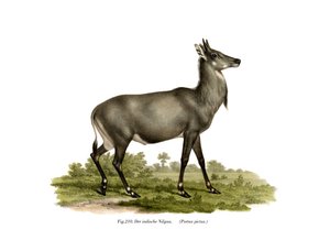 Nilgai